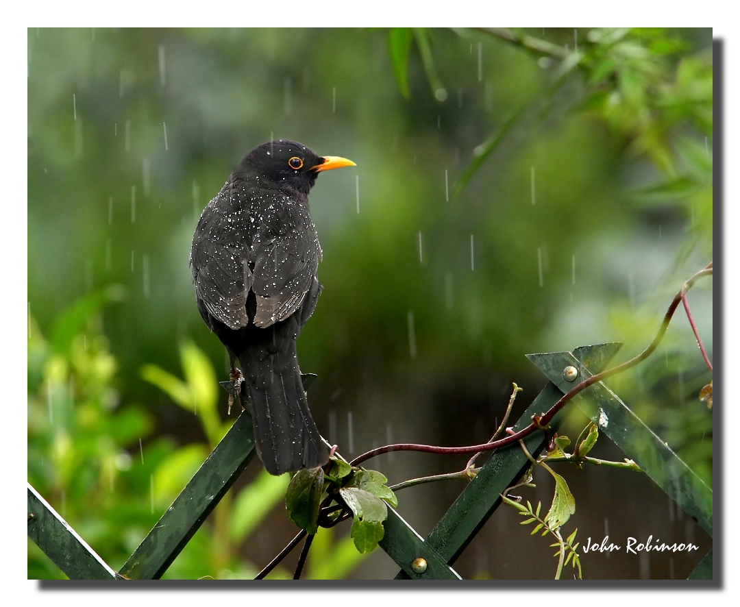 Not singing in the rain