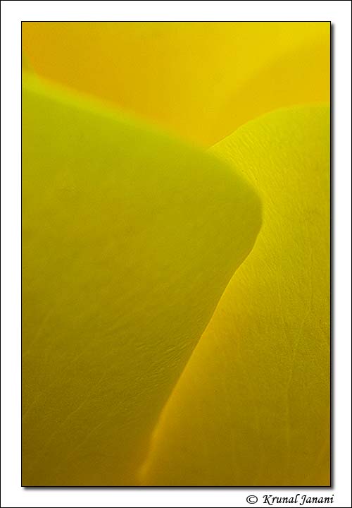Rose Landscape