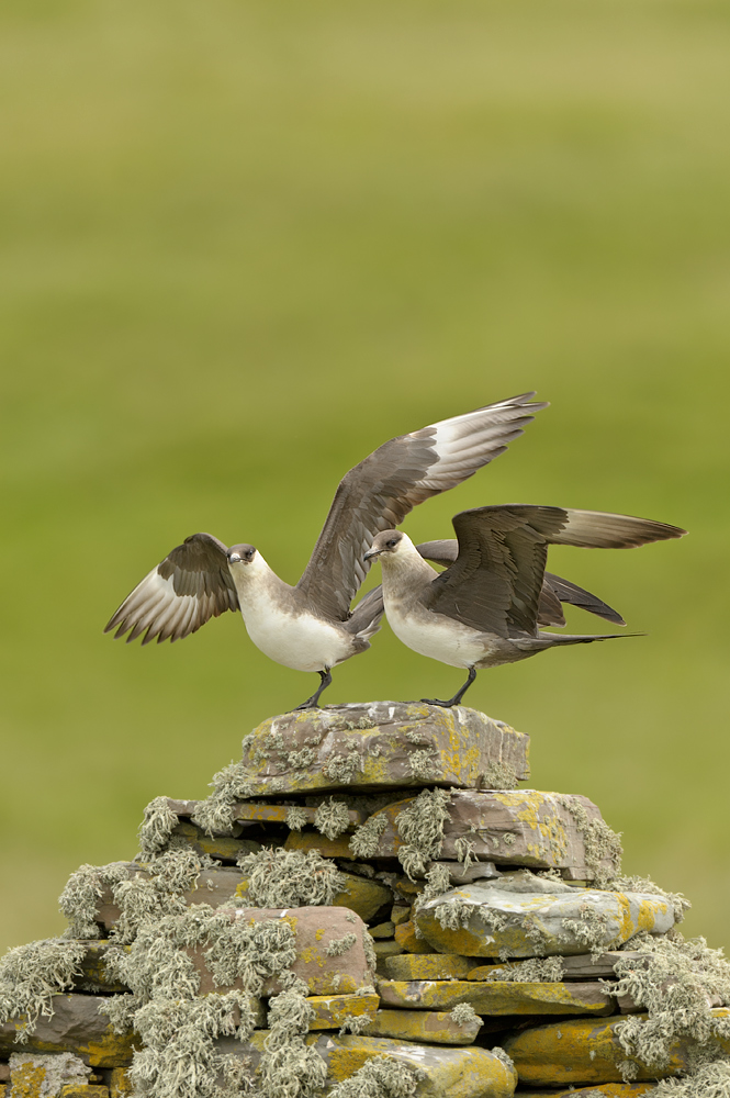 Arctic skuas + UPDATE