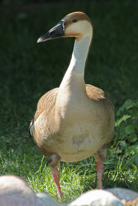 Swan goose (C) + repost