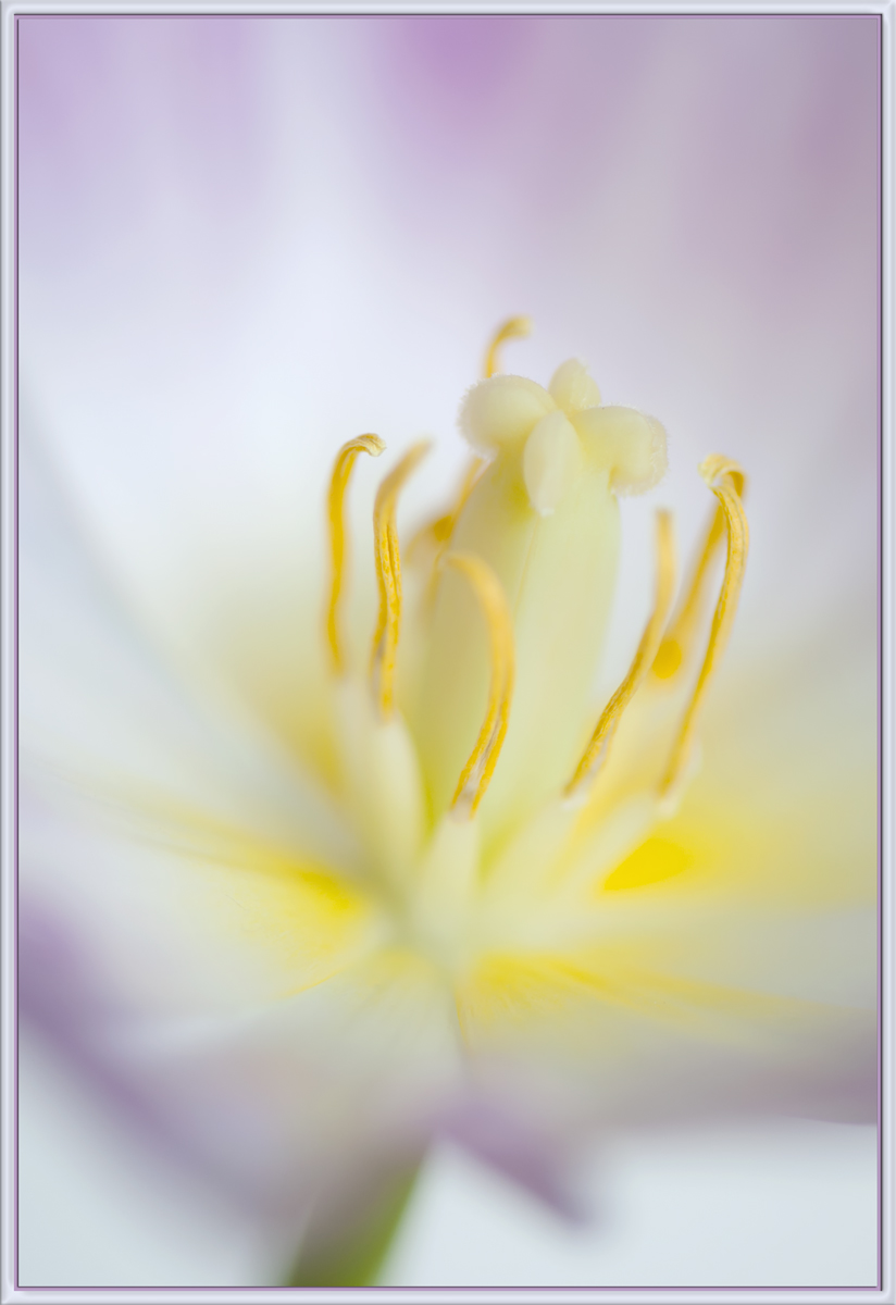 Tulip 103