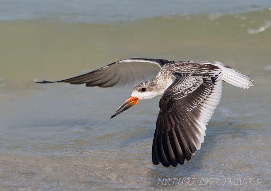 I can Fly