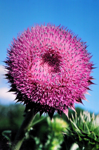Pink Thistle