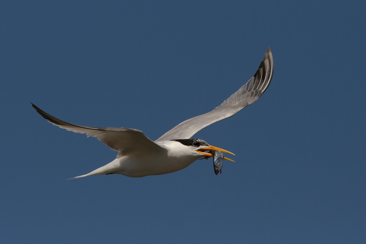 Elegant Tern
