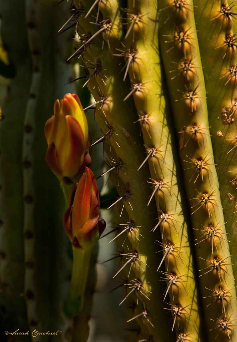 Dangerous Beauty and Re-post