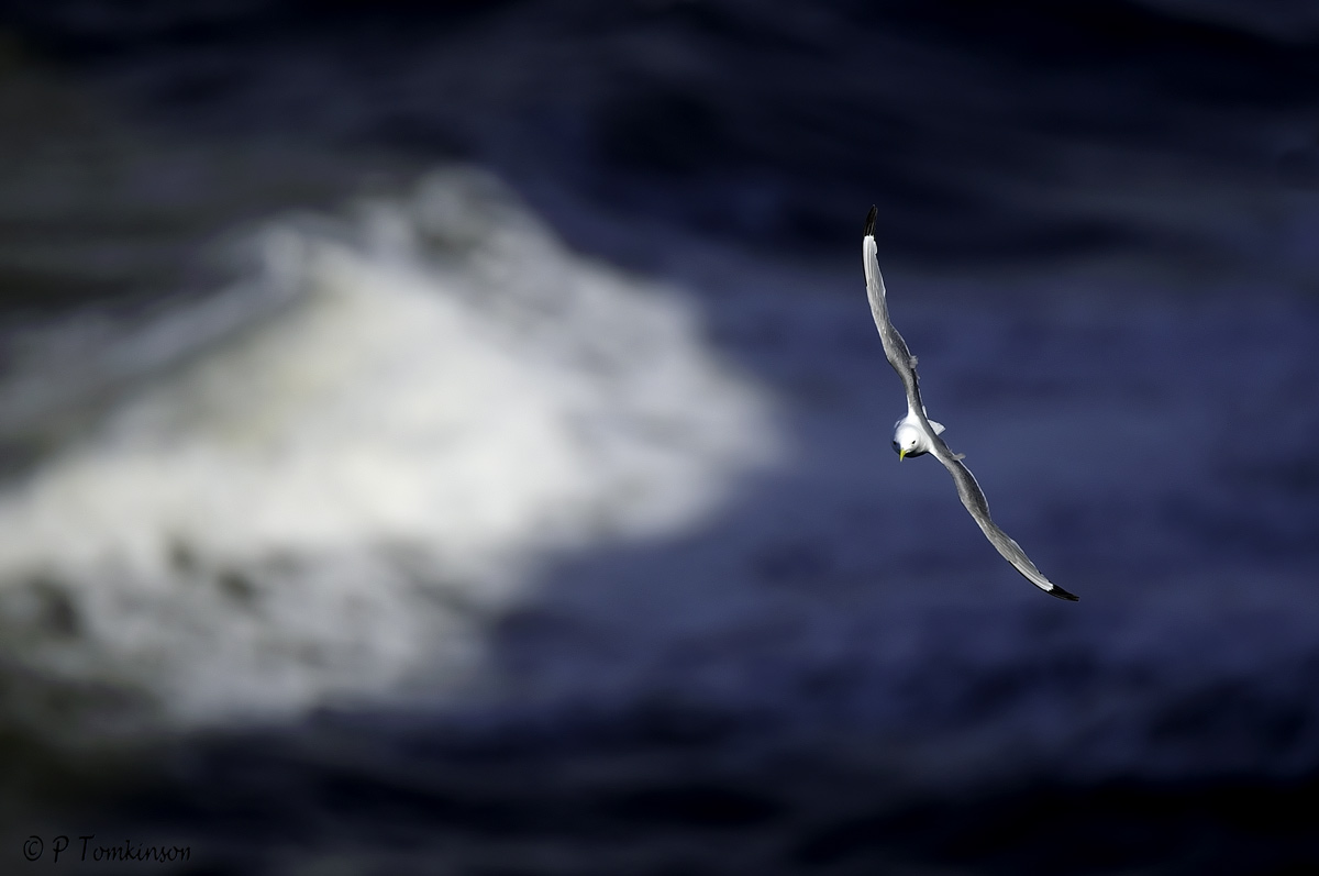 Kittiwake
