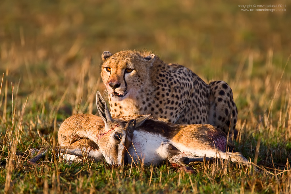 Cheetah kill