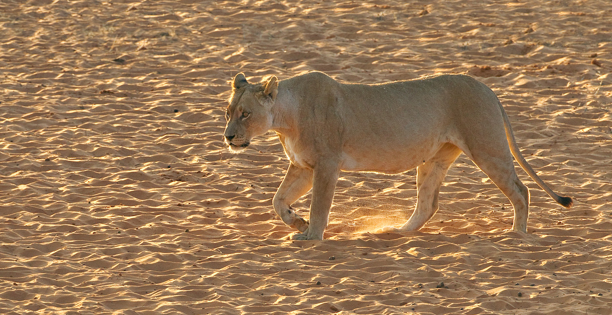 Lioness