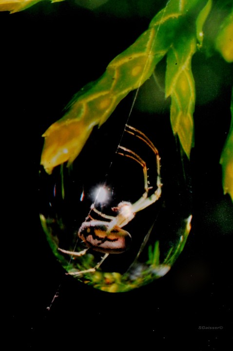 Spider Drop