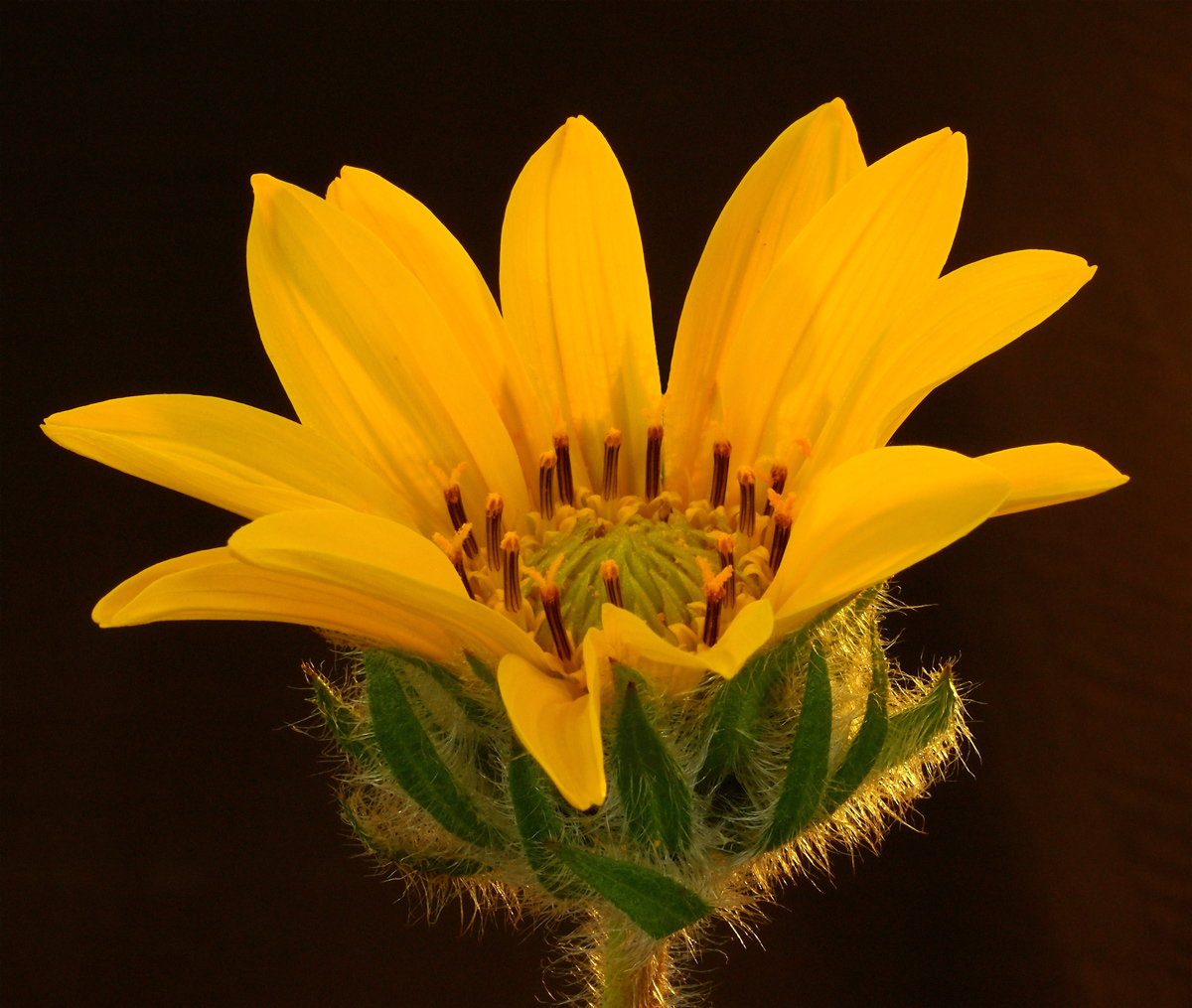 Common Sunflower