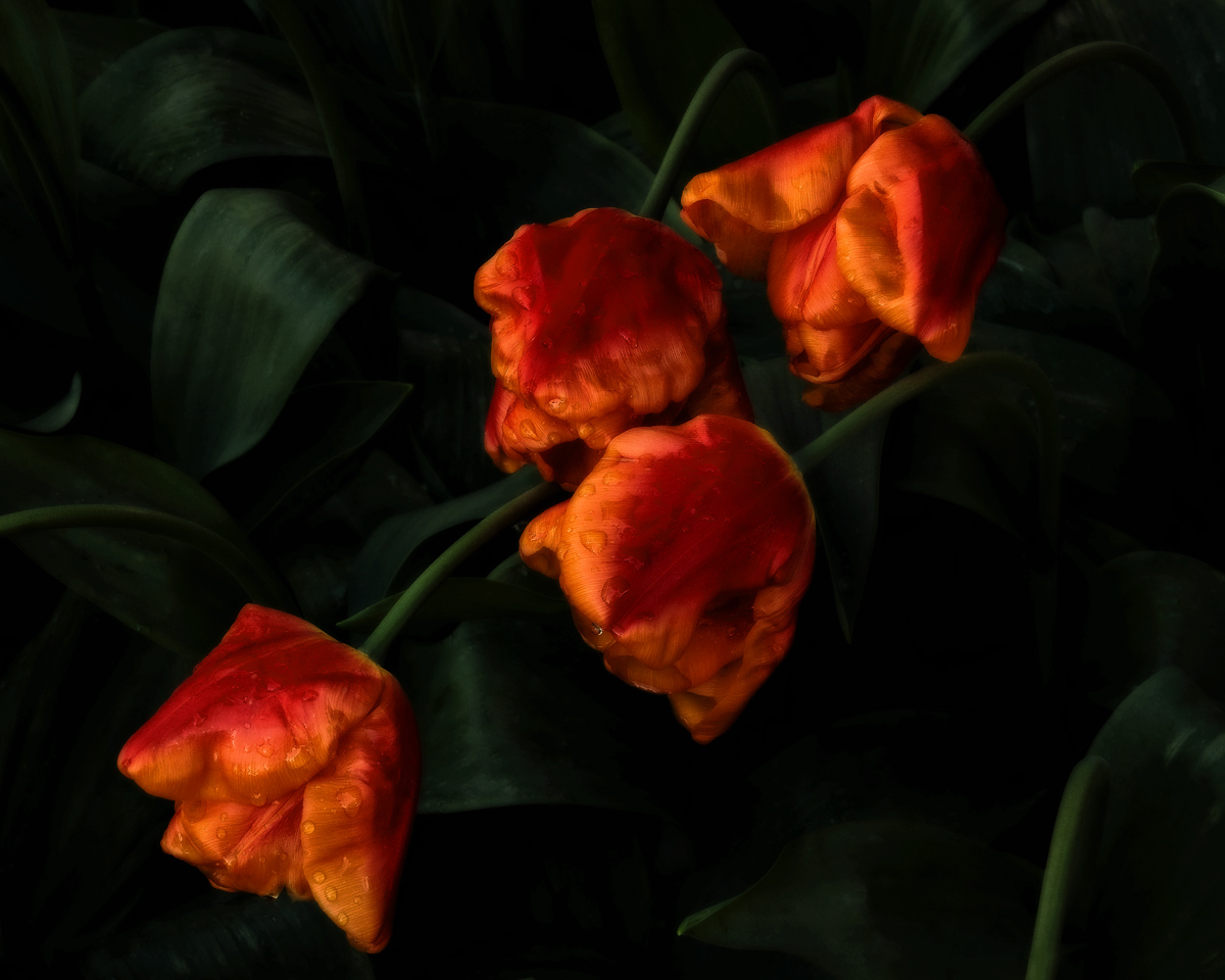 Orange Monarch Baroque