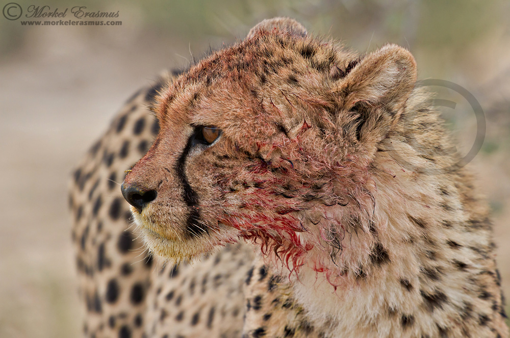 Satisfied Cheetah Cub