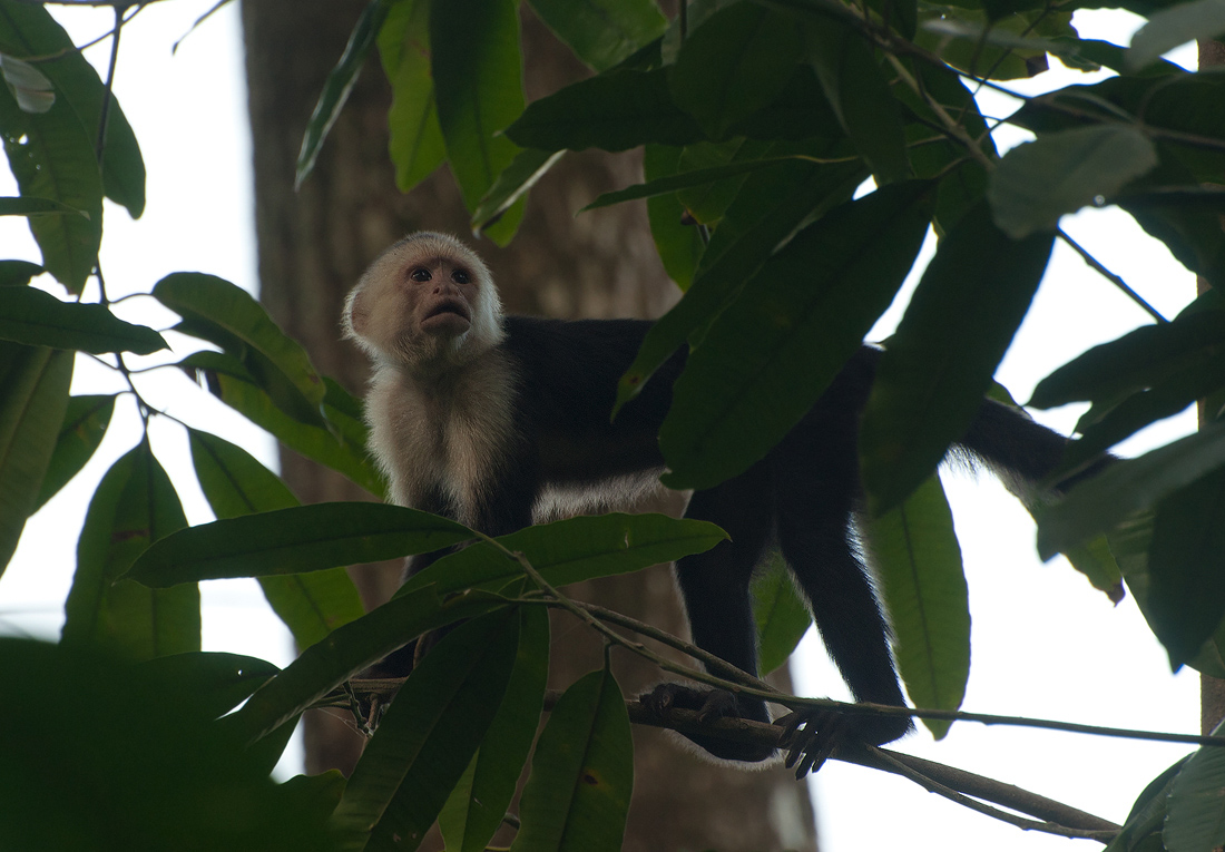 White-faced Capuchin