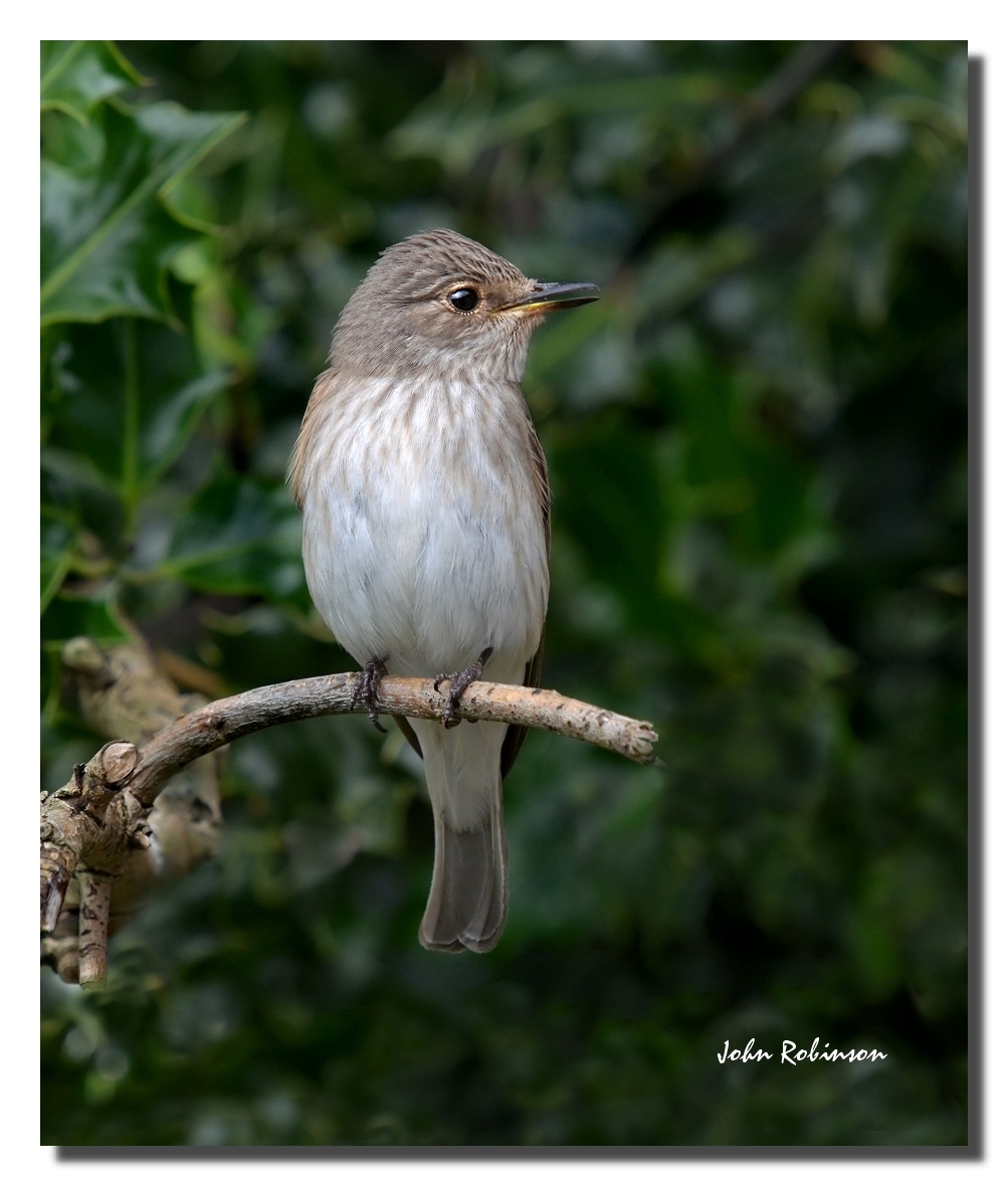 Spotted Flycatcher