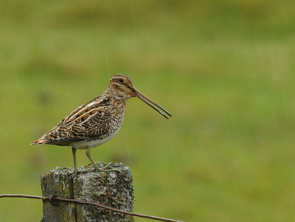 Wet day on the moor.