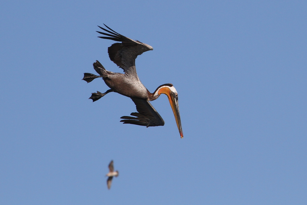 BrownPelican