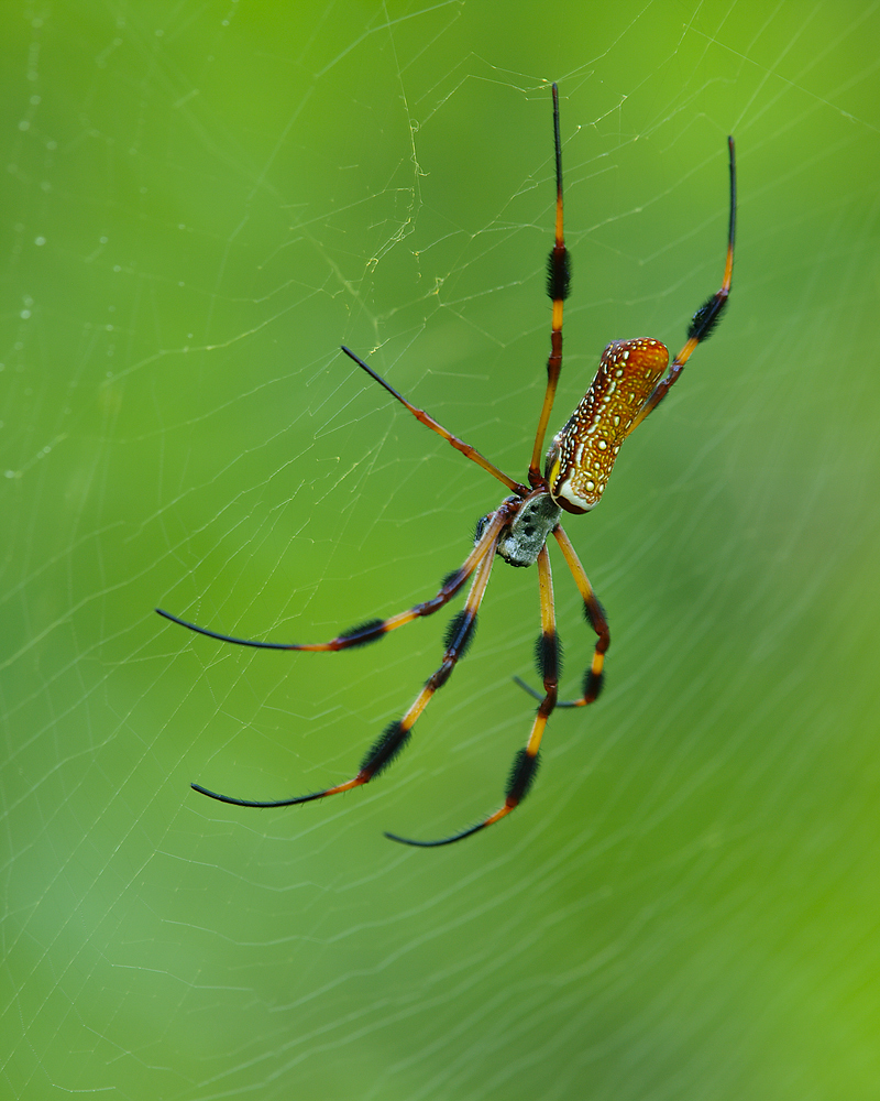 Golden Silk in the Swamp