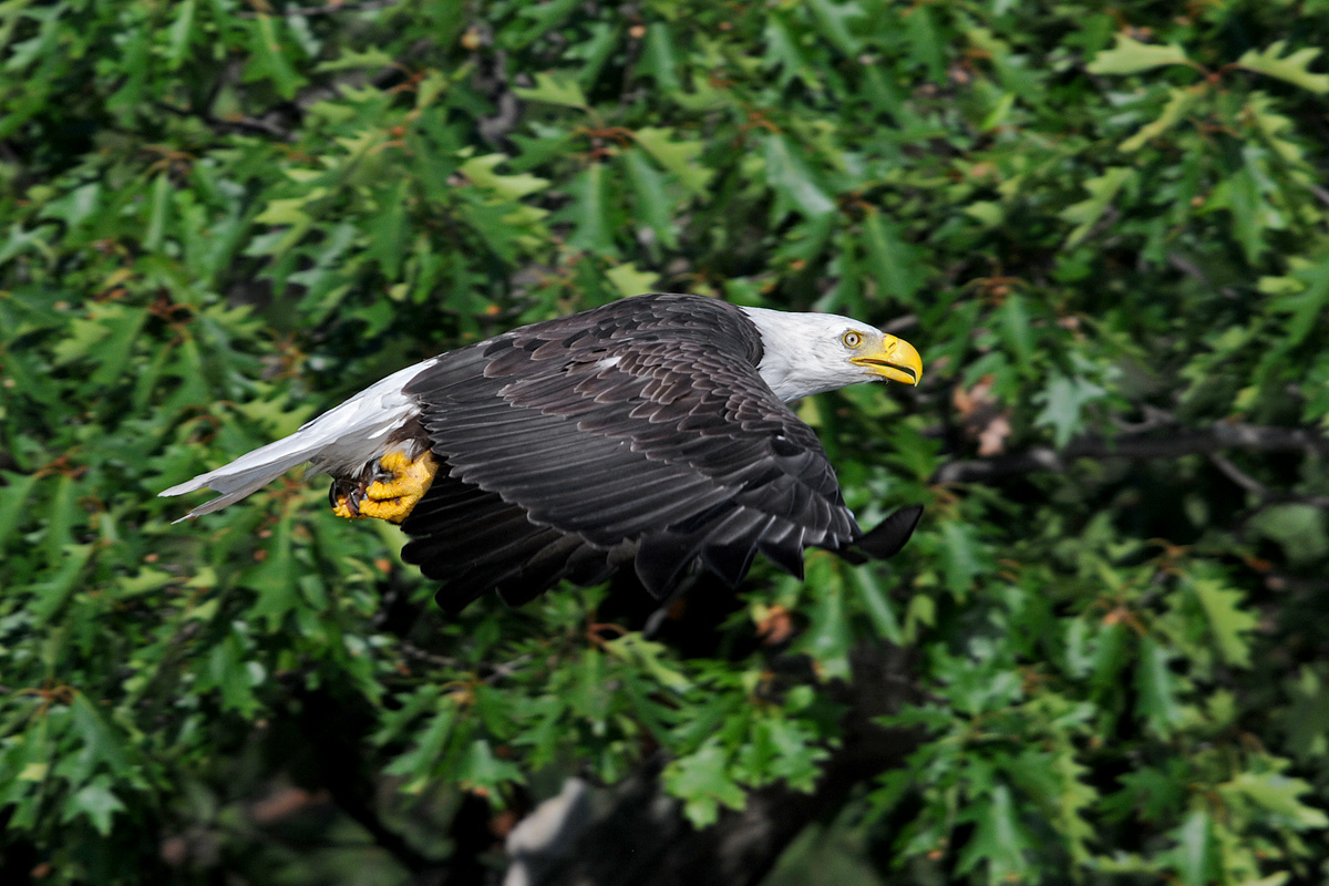 Bald Eagle
