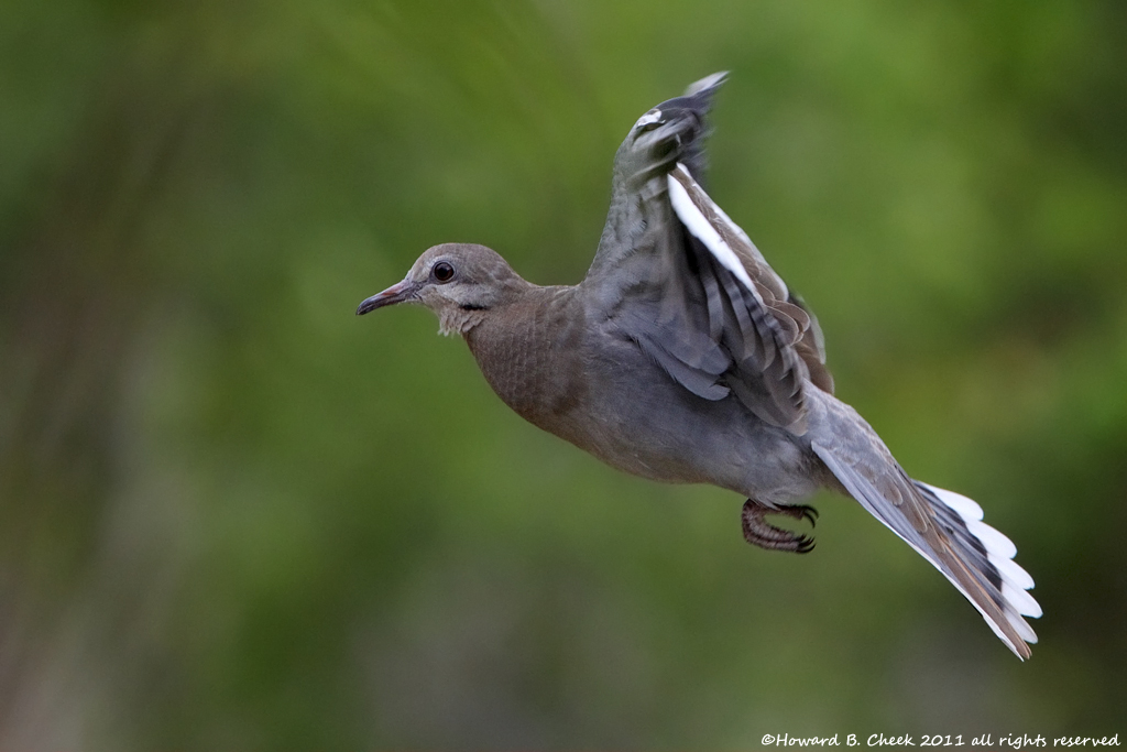 White-winged