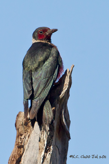 Lewis's Woodpecker