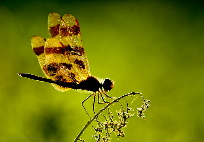 Back lit dragon