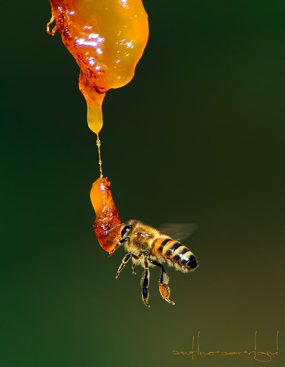 Bee, bee
