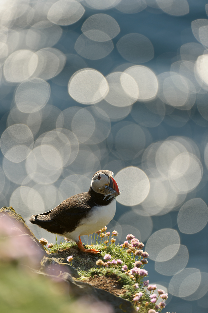 Artyfarty puffin