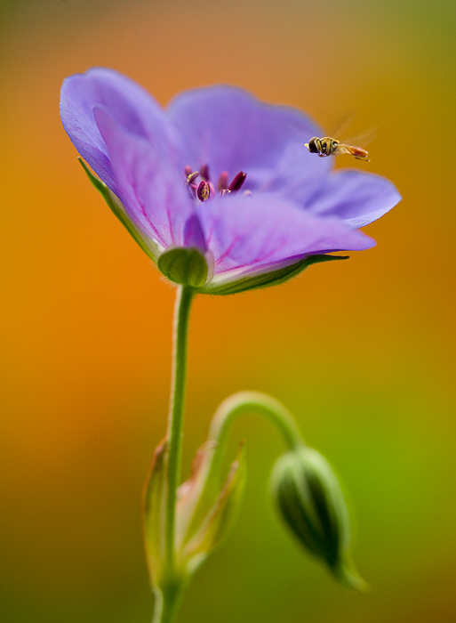 Cranesbill and Hover