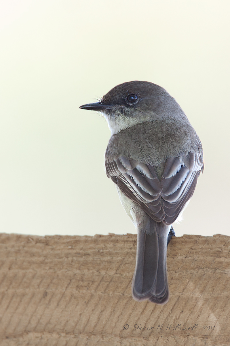 Eastern Phoebe