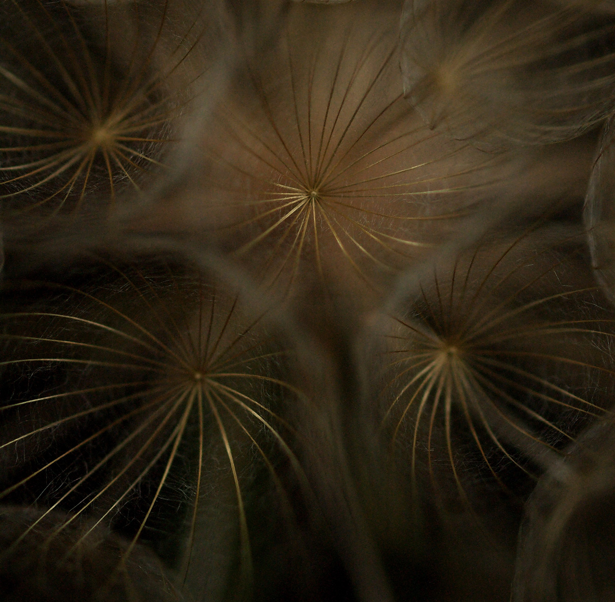 Abstract of seedhead