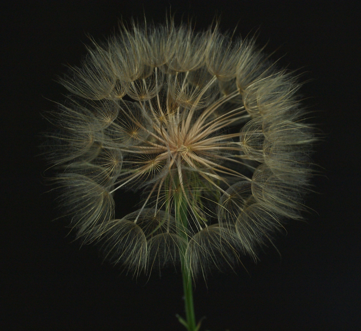 Not a Dandelion
