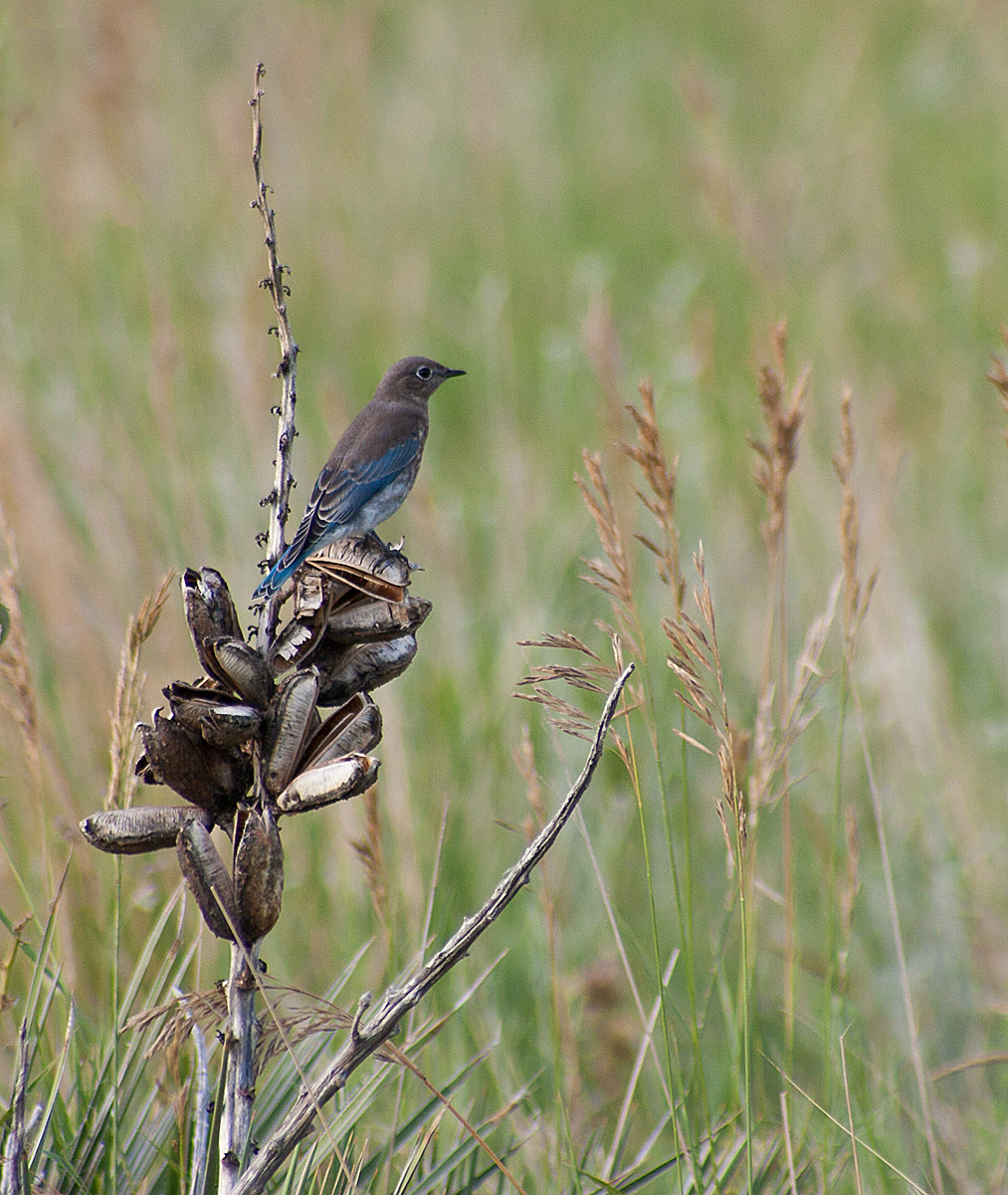 Blue Bird Environment 
