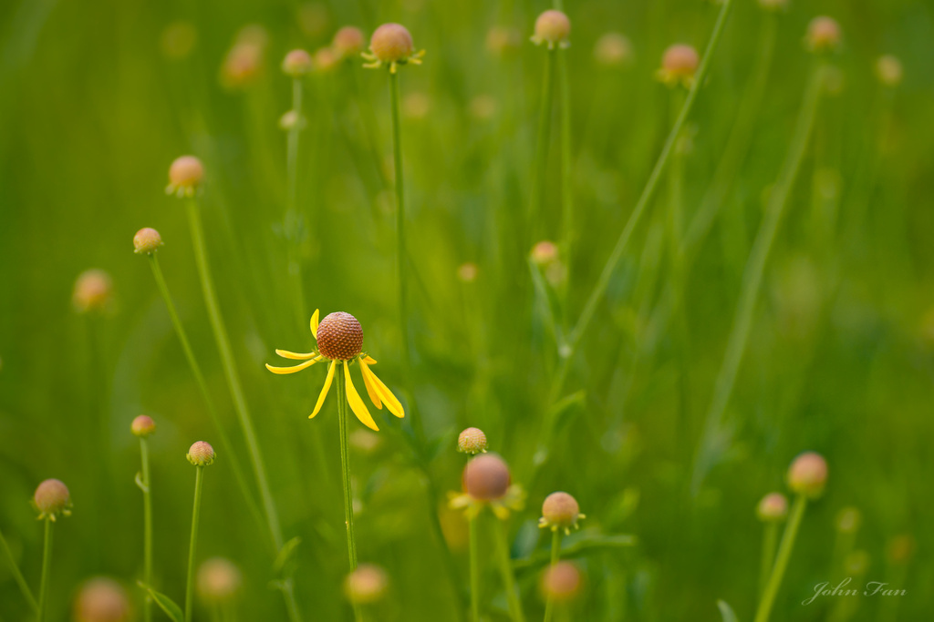 Lone Dancer