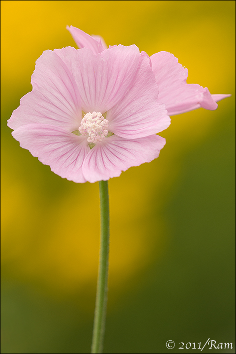 Musk Mallow