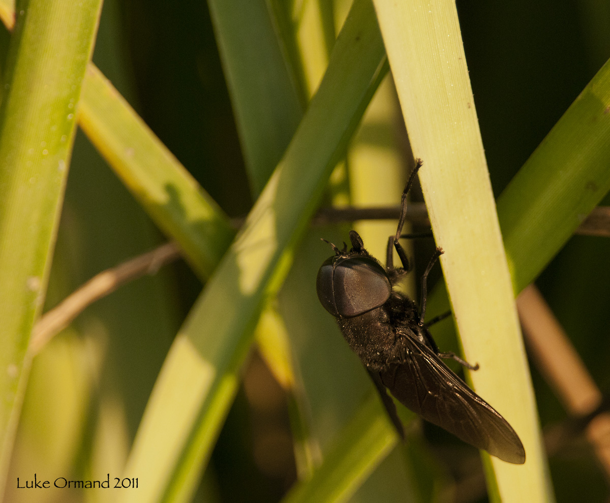 Giant Black Fly