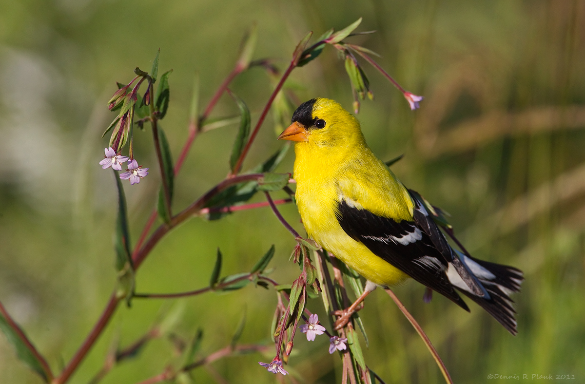 American Goldfinch