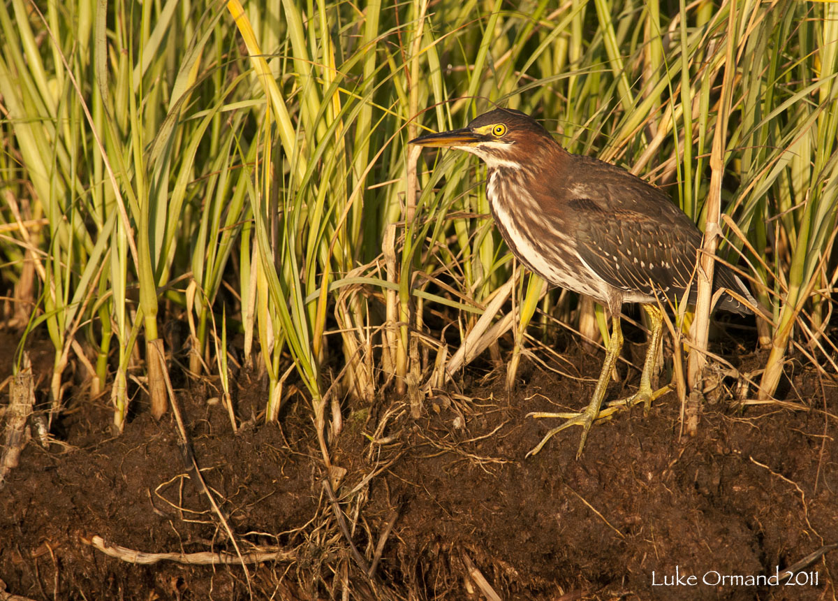 Green Heron