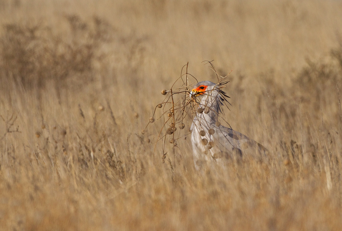 Secretary Bird