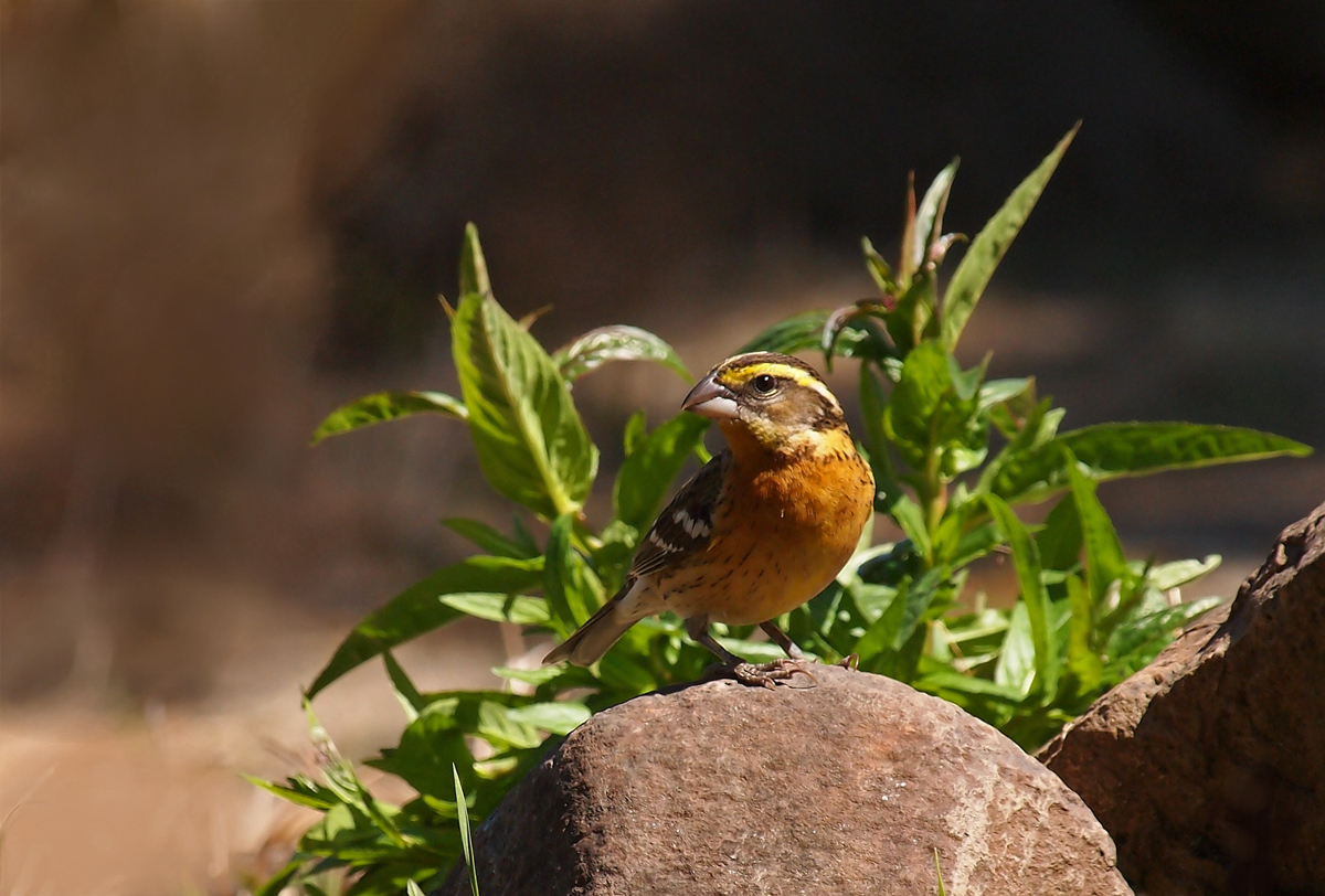 Black Headed Grosbeak