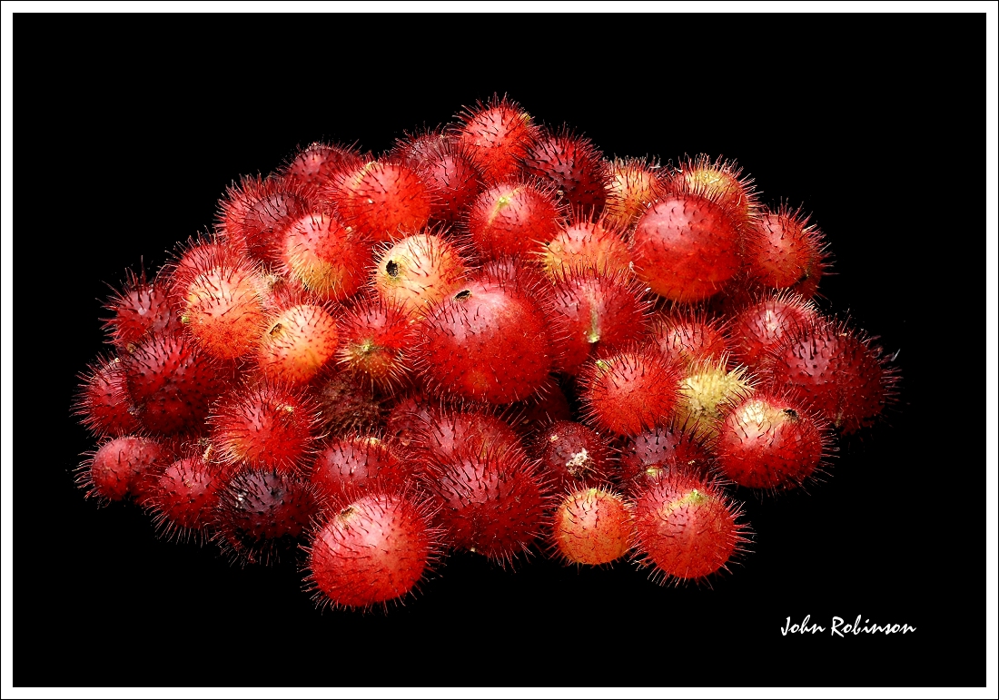 Wild Gooseberries