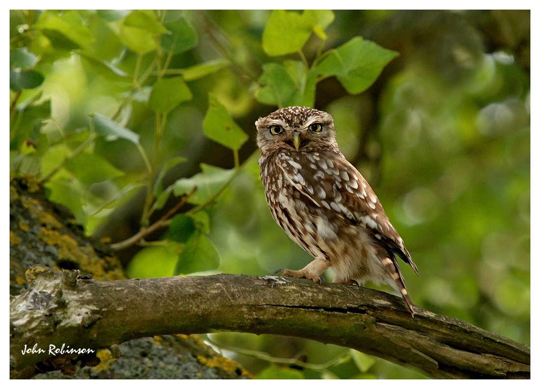 Little owl