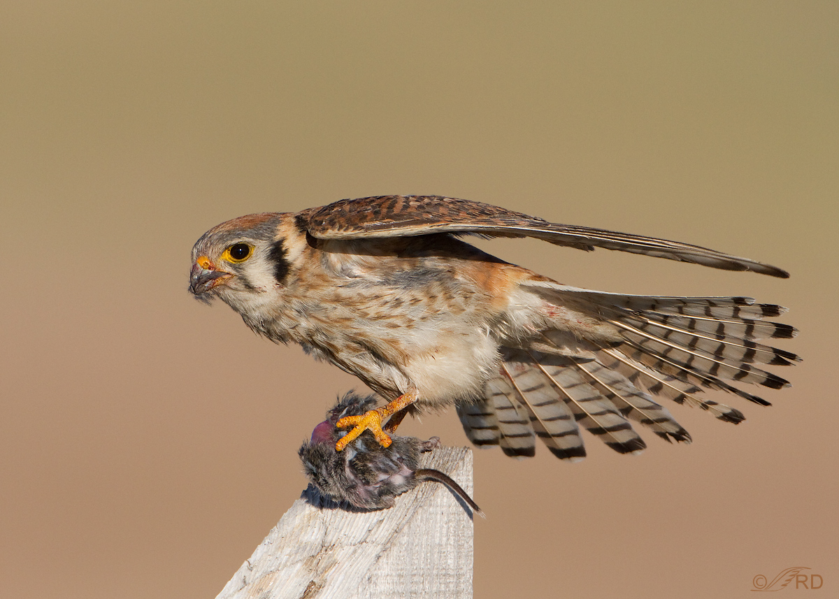American Kestrel