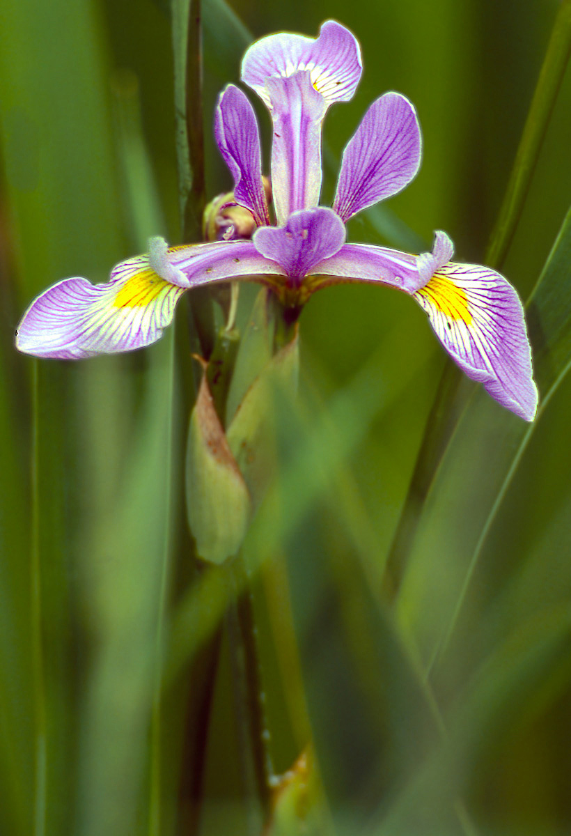 Blue Flag Iris