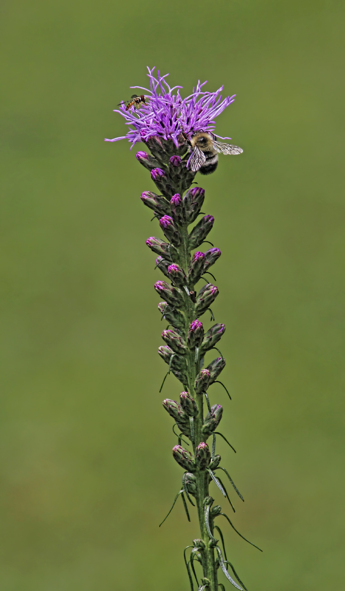 Kobold Liatris + repost