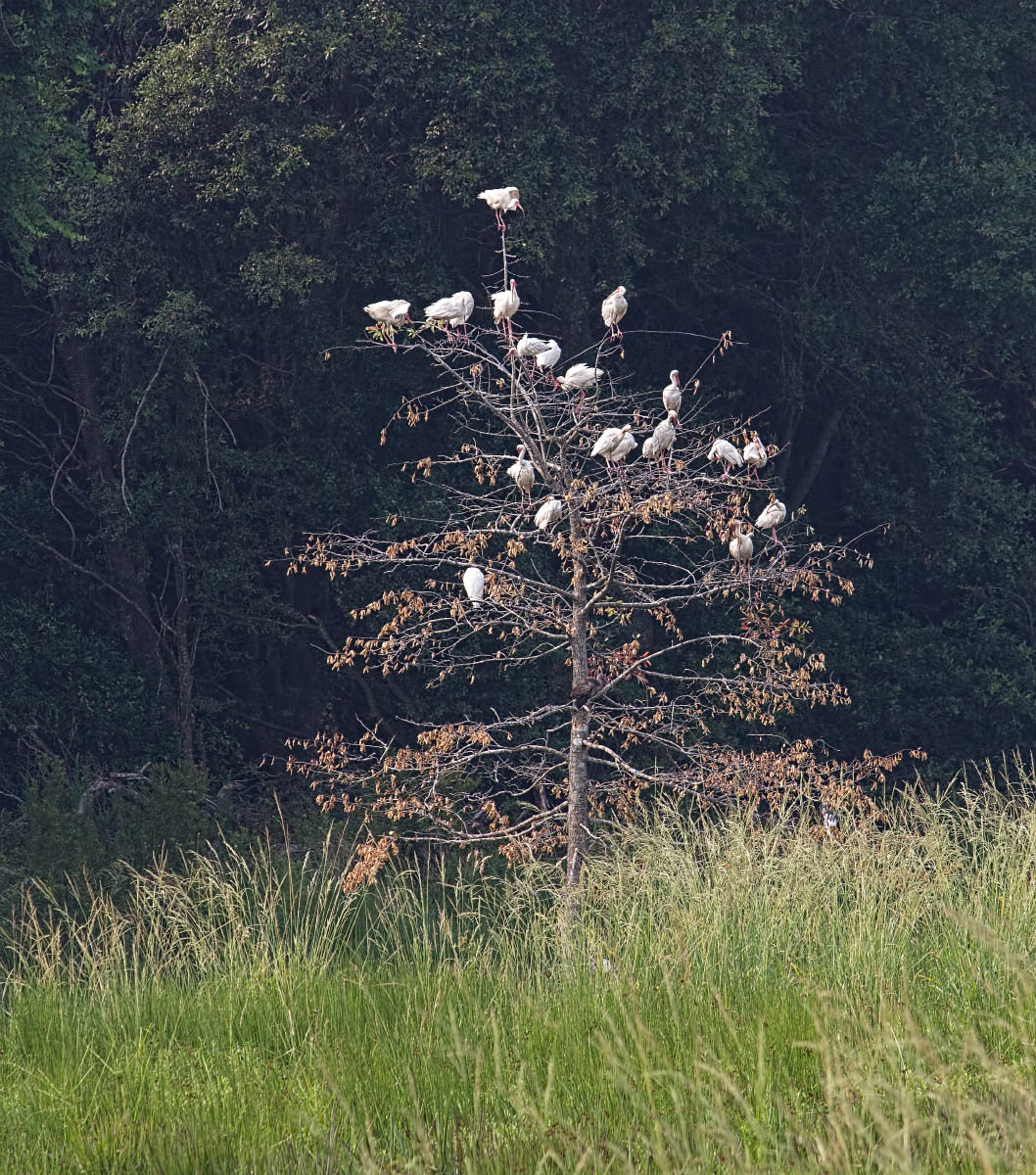 Ibis Tree + repost
