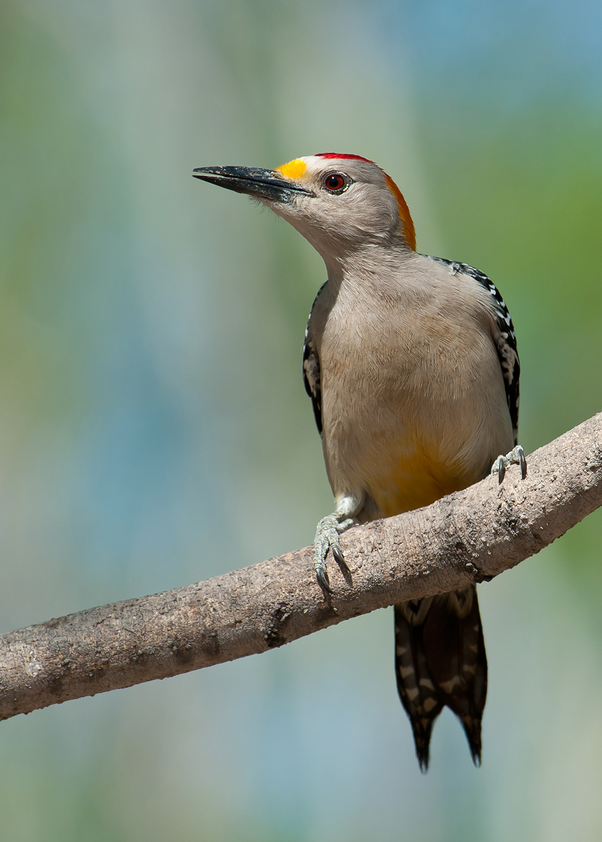Golden-fronted Woodpecke