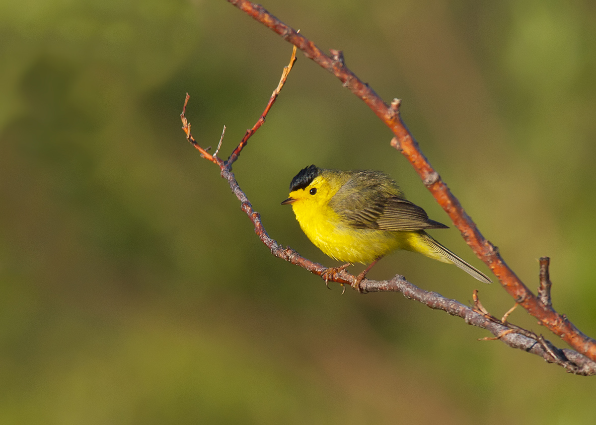 Wilson's Warbler