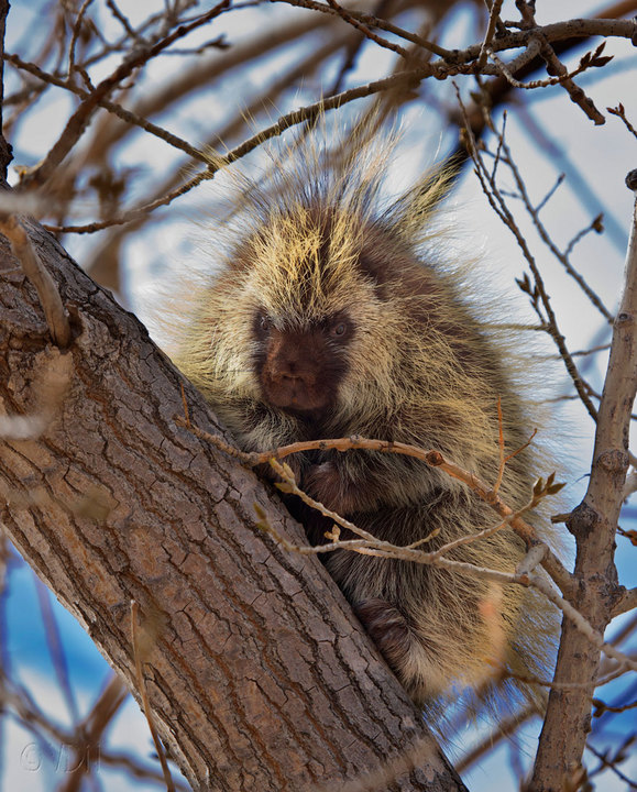 North American Porcupine