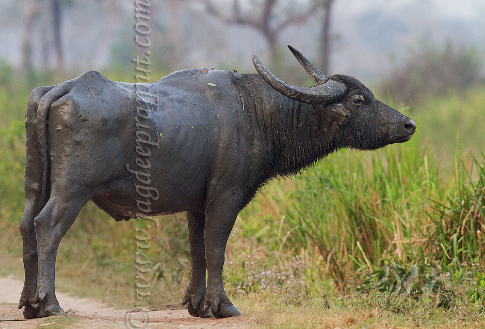 Wild Water Buffalo