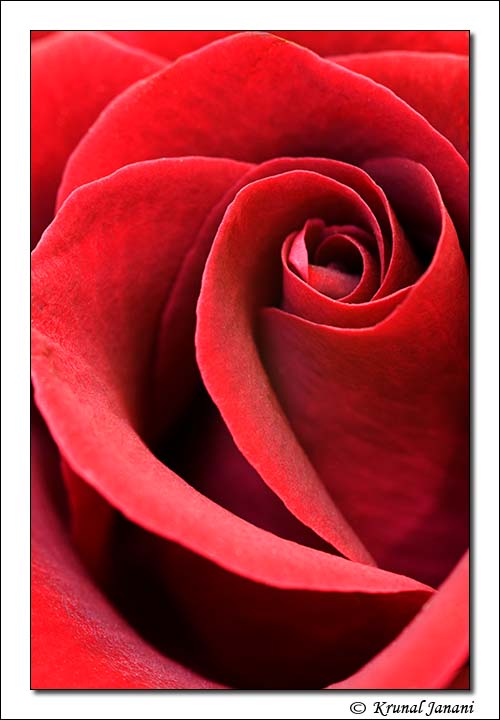 Red Rose